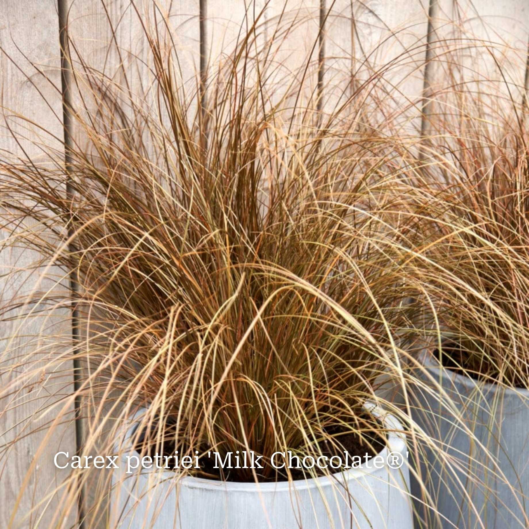 Classic Ornamental Grass Collection - Image 4