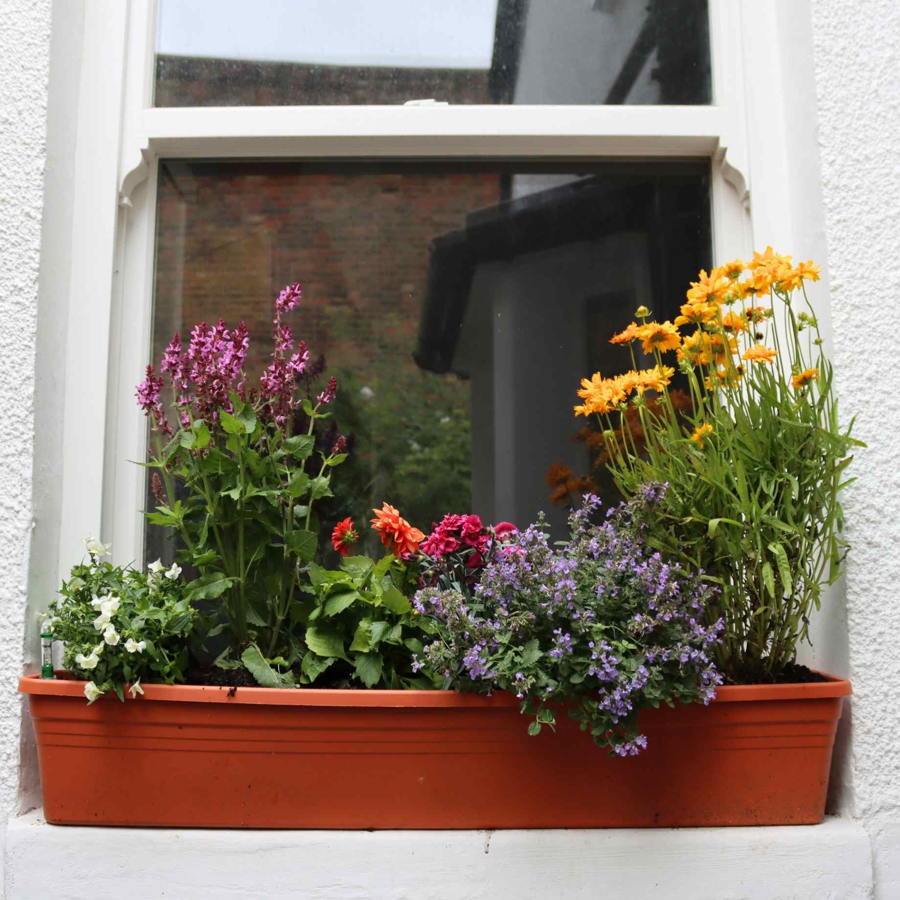 Classic Window Box Collection