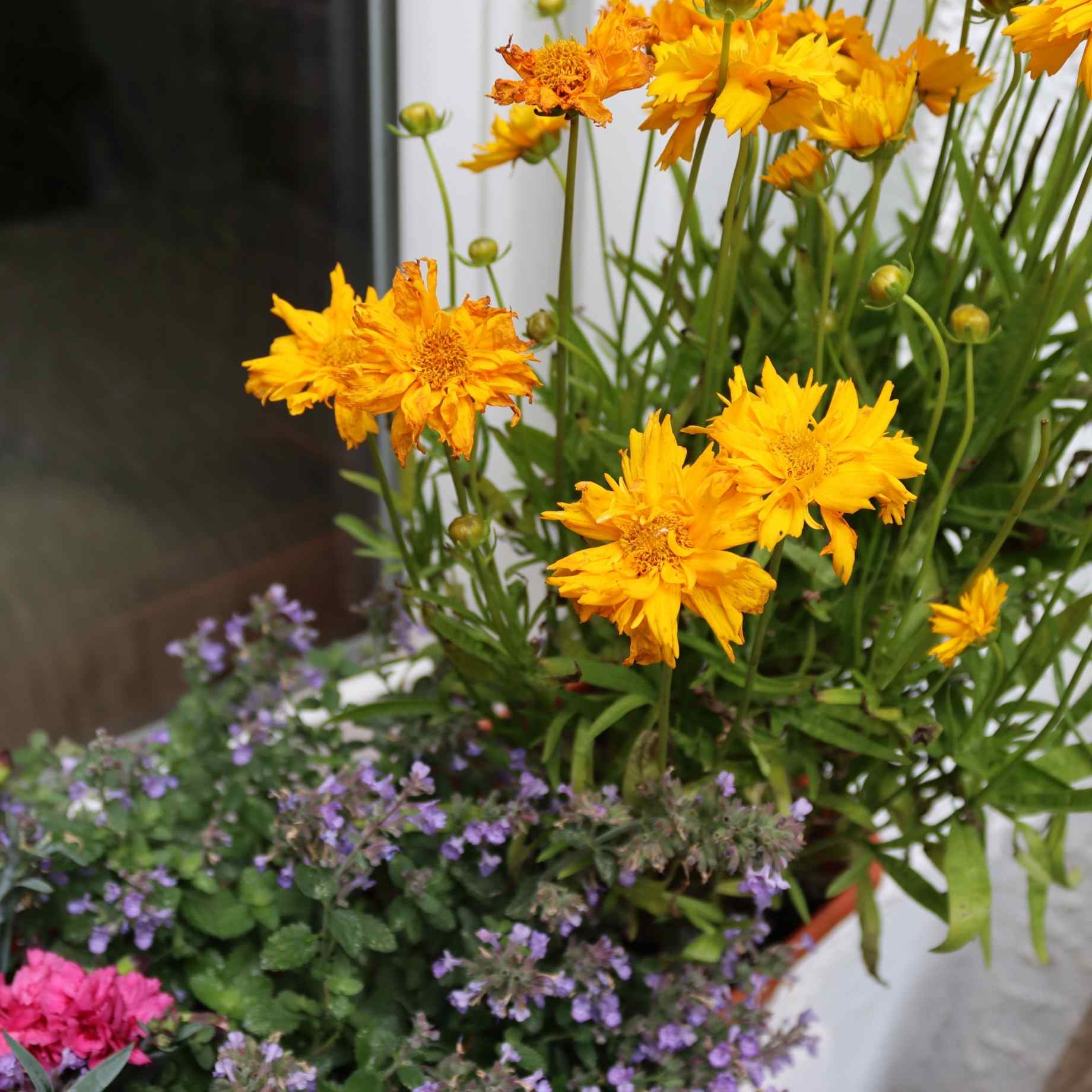 Classic Window Box Collection - Image 2