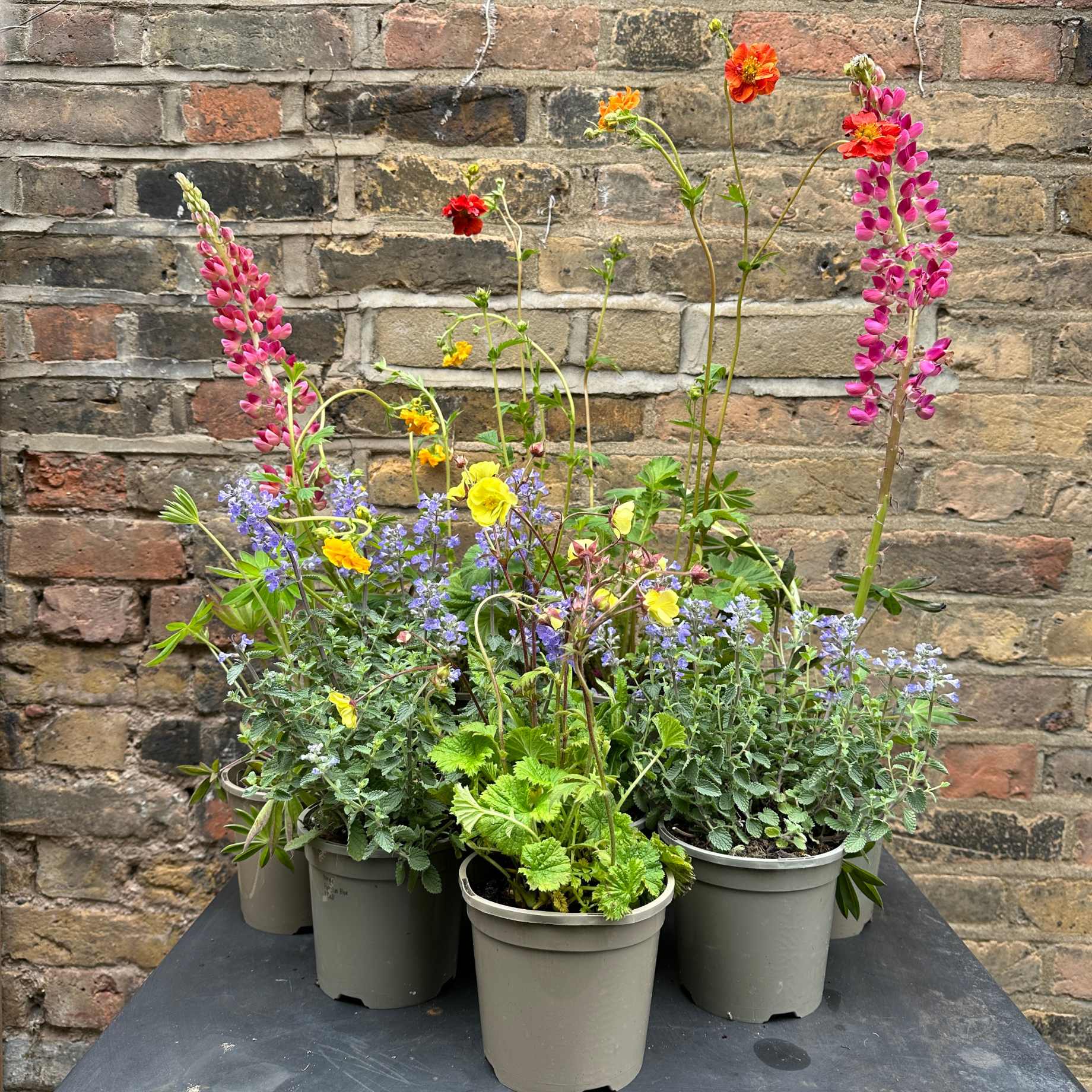 Classic Window Box Collection - Image 3