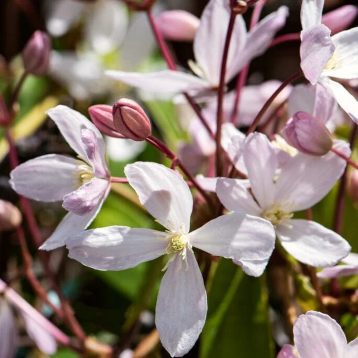 Evergreen Clematis | Clematis armandii 'Appleblossom'