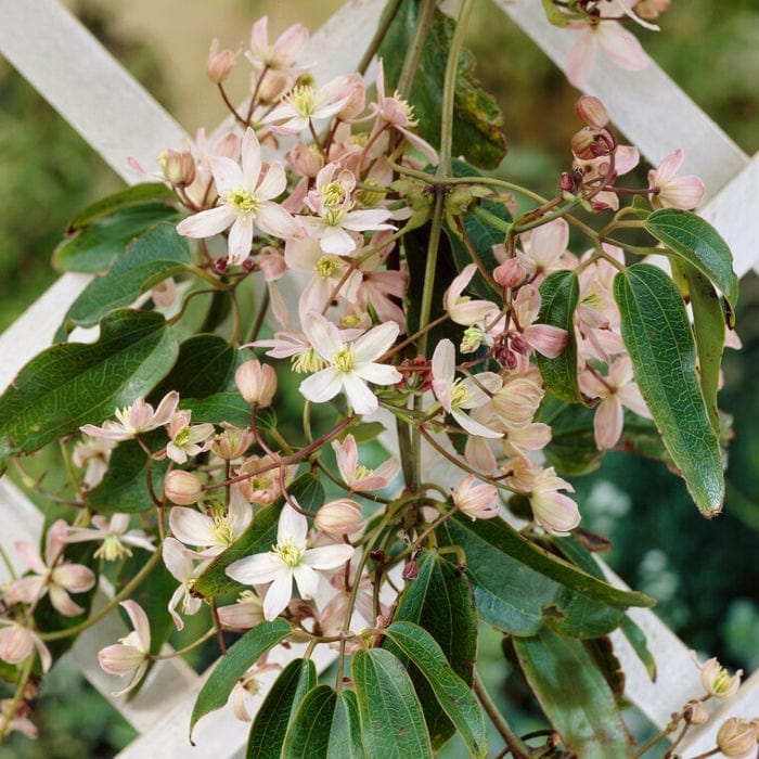 Evergreen Clematis | Clematis armandii 'Appleblossom' - Image 2