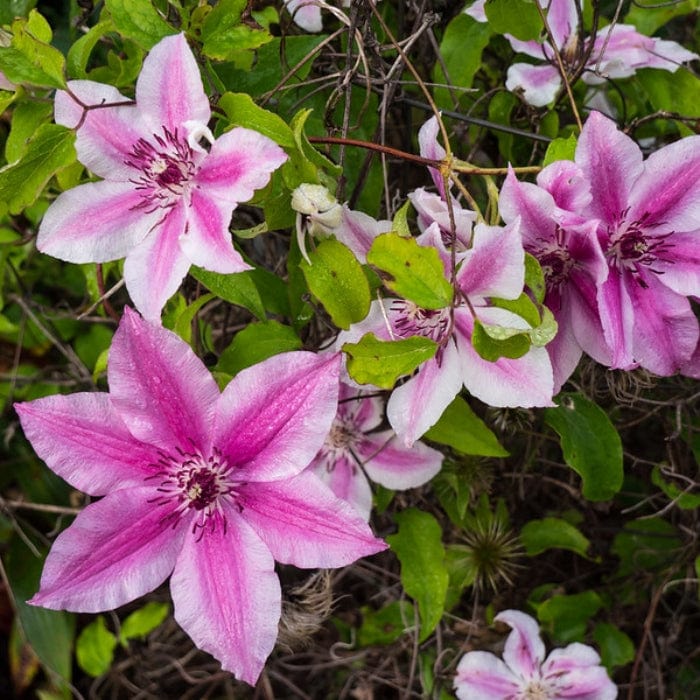 Clematis 'Carnaby' - Image 2