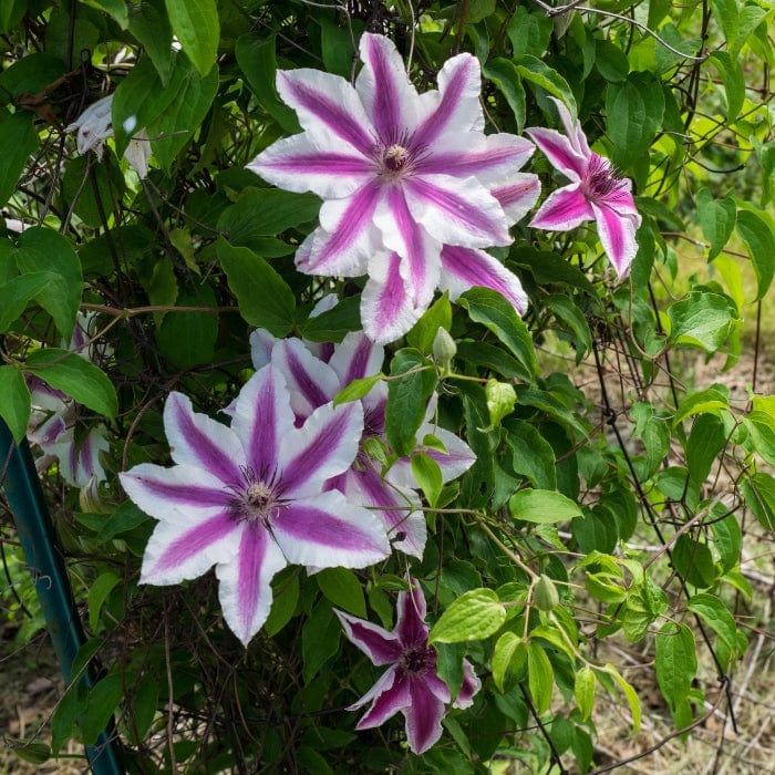 Clematis 'Carnaby' - Image 4