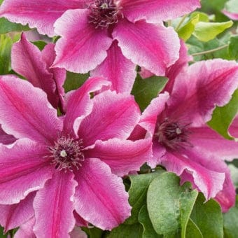 Clematis 'Carnaby' - Image 5