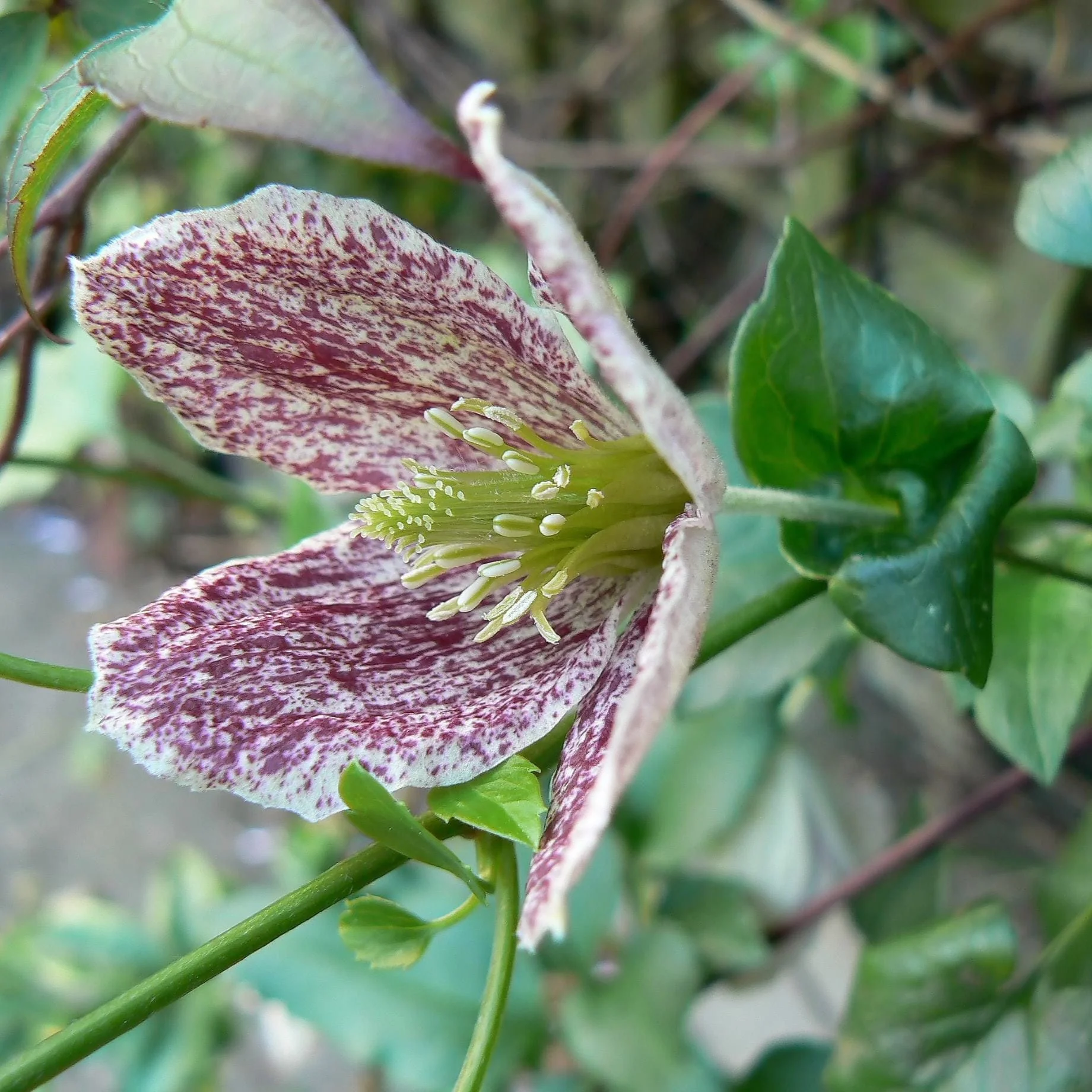 Clematis cirrhosa 'Freckles' - Image 2