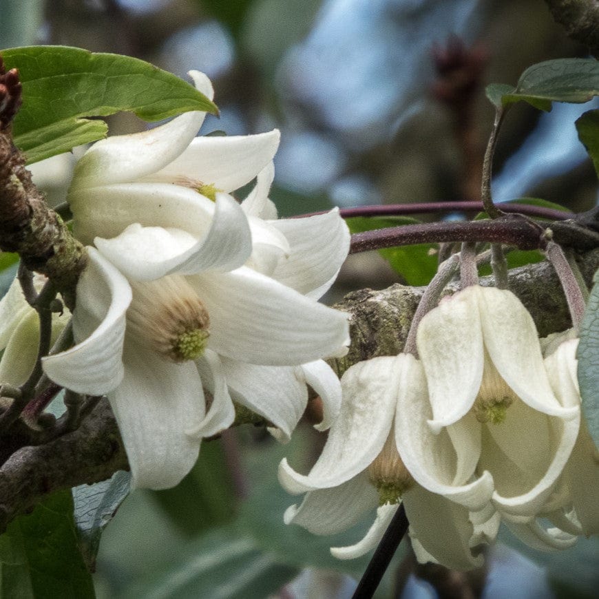 Clematis clarkeana 'Winter Beauty'