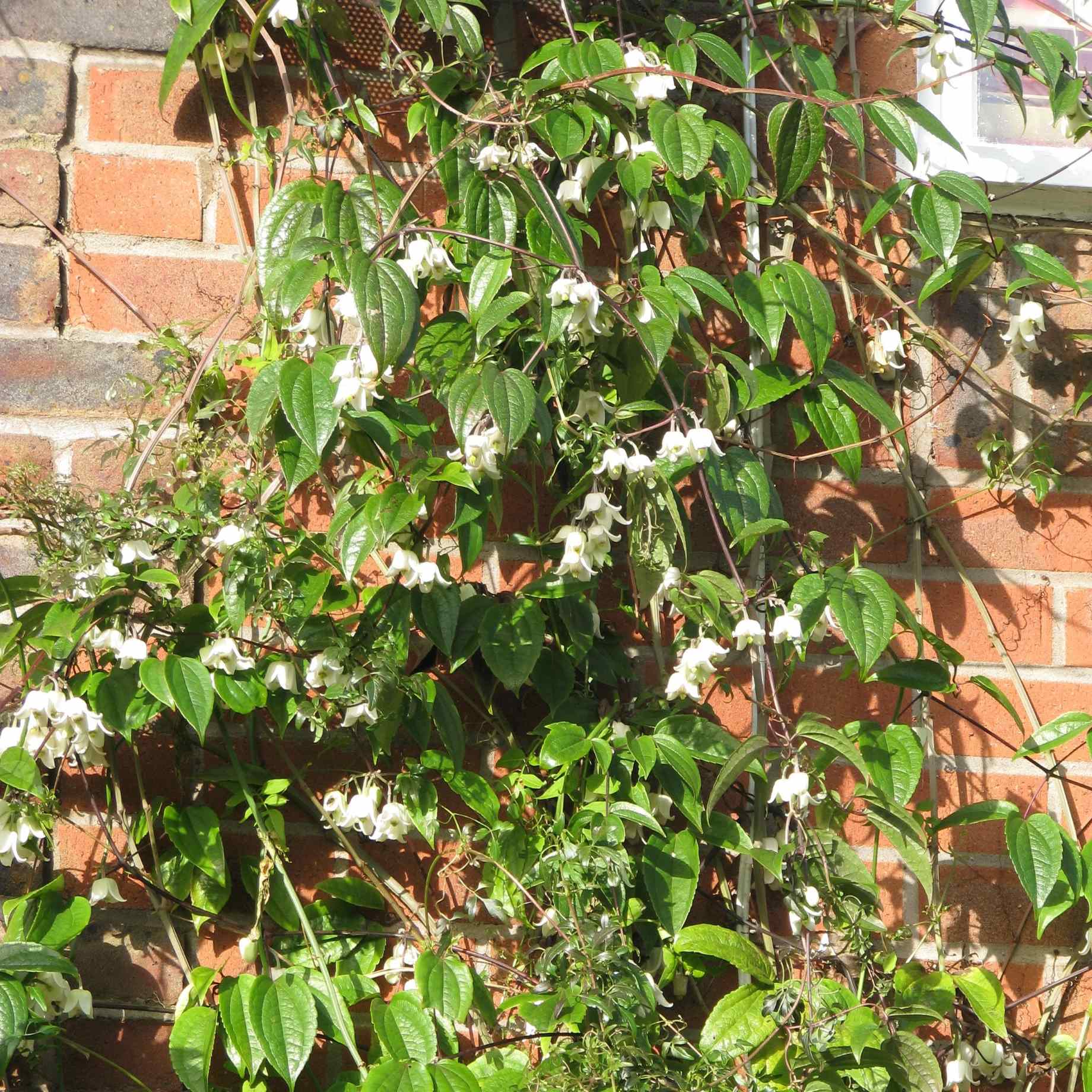 Clematis clarkeana 'Winter Beauty' - Image 2