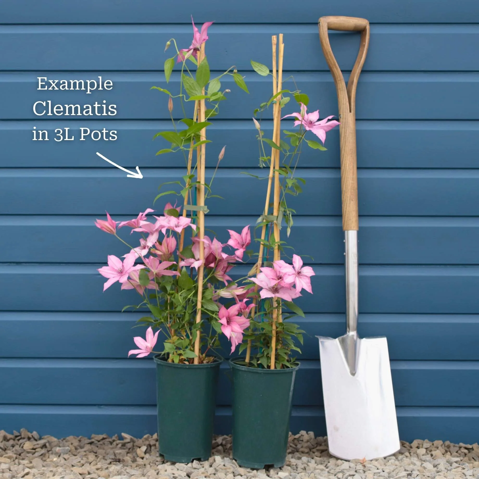 Clematis 'Edda' - Image 4