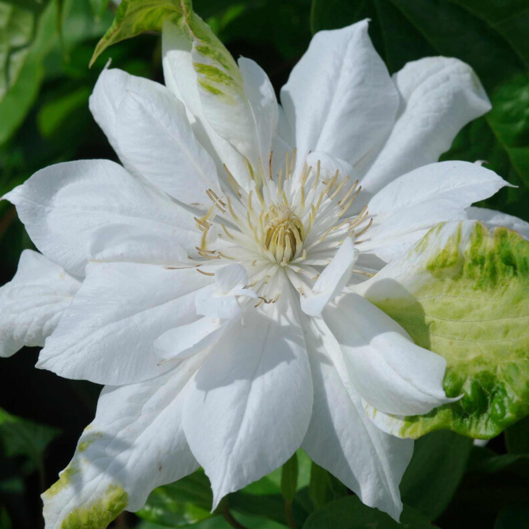Clematis 'Duchess of Edinburgh'