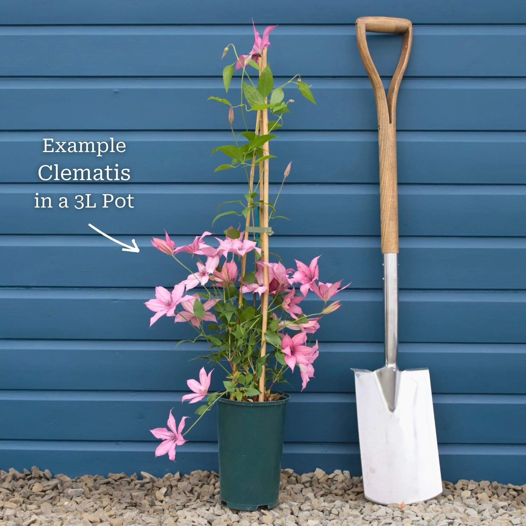 Clematis 'Edda' - Image 3