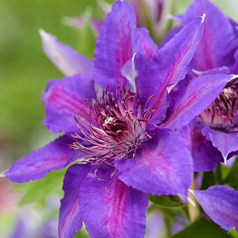 Clematis 'Edda'
