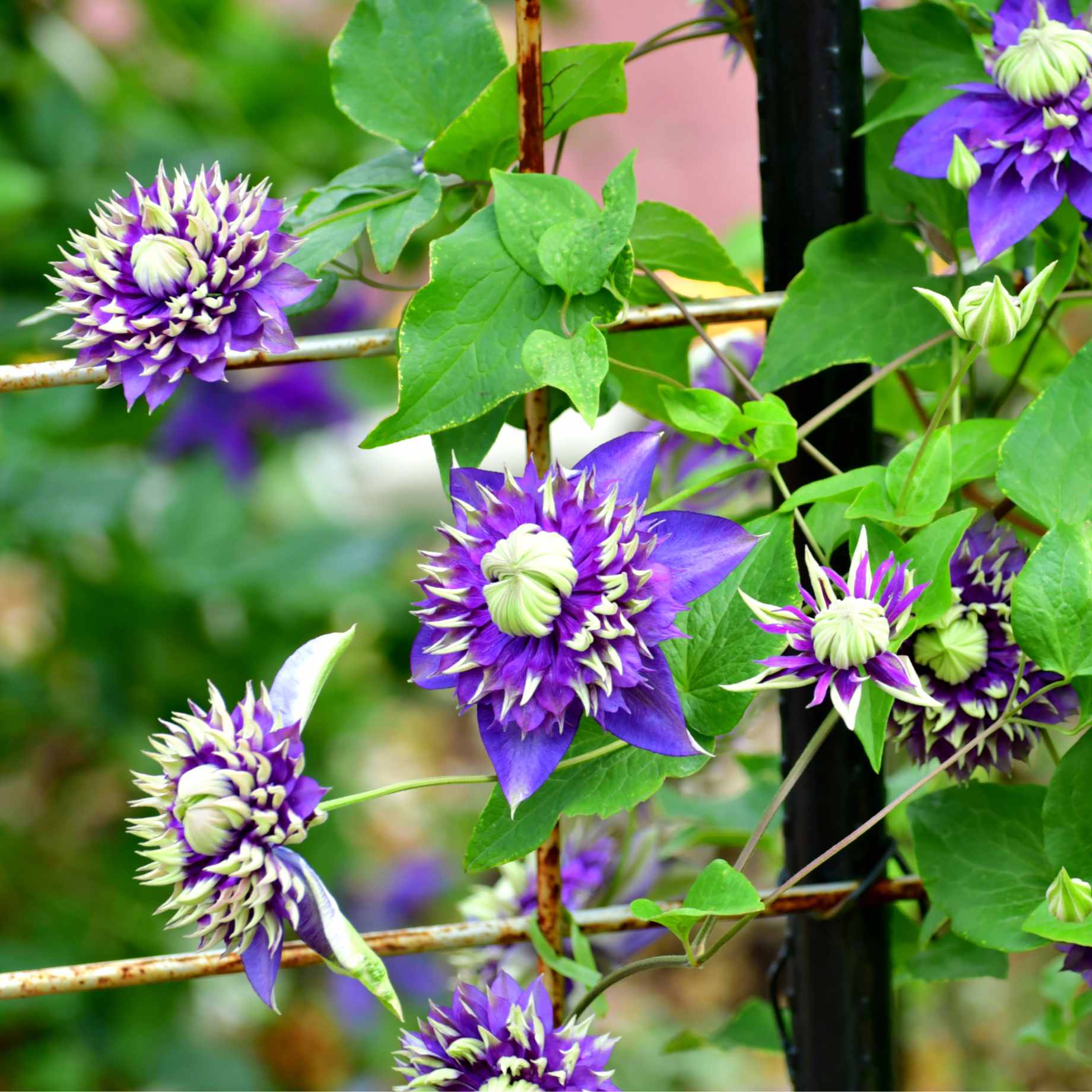 Clematis florida 'Taiga'