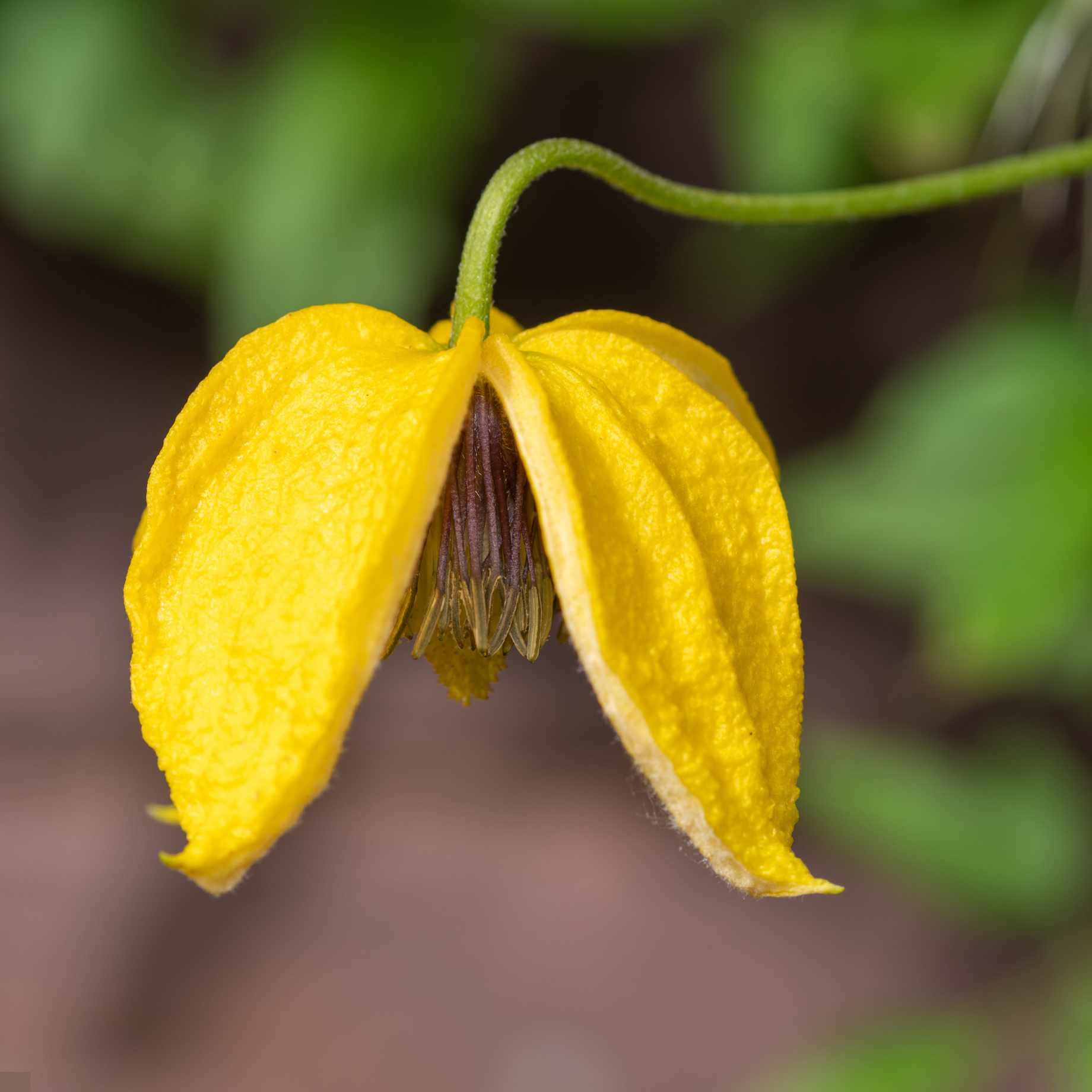 Clematis 'Golden Tiara' - Image 2