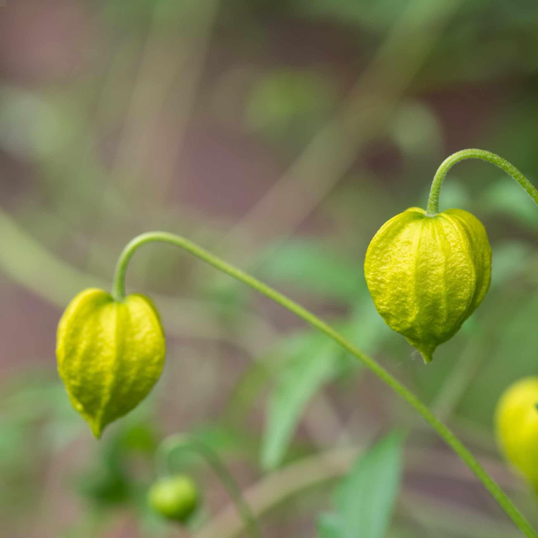 Clematis 'Golden Tiara' - Image 3
