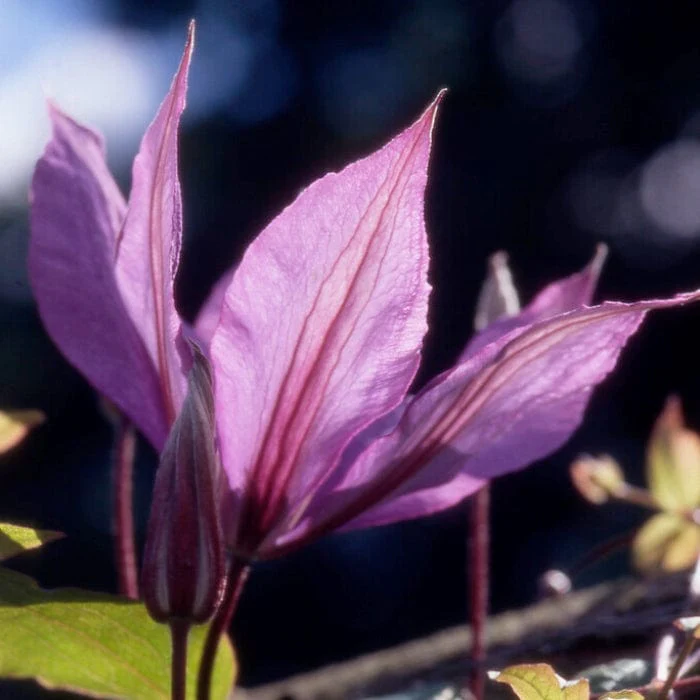 Clematis 'Hagley Hybrid' - Image 2