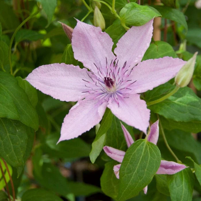Clematis 'Hagley Hybrid' - Image 3