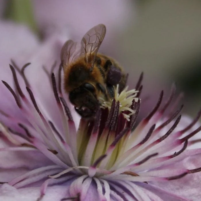Clematis 'Hagley Hybrid' - Image 4
