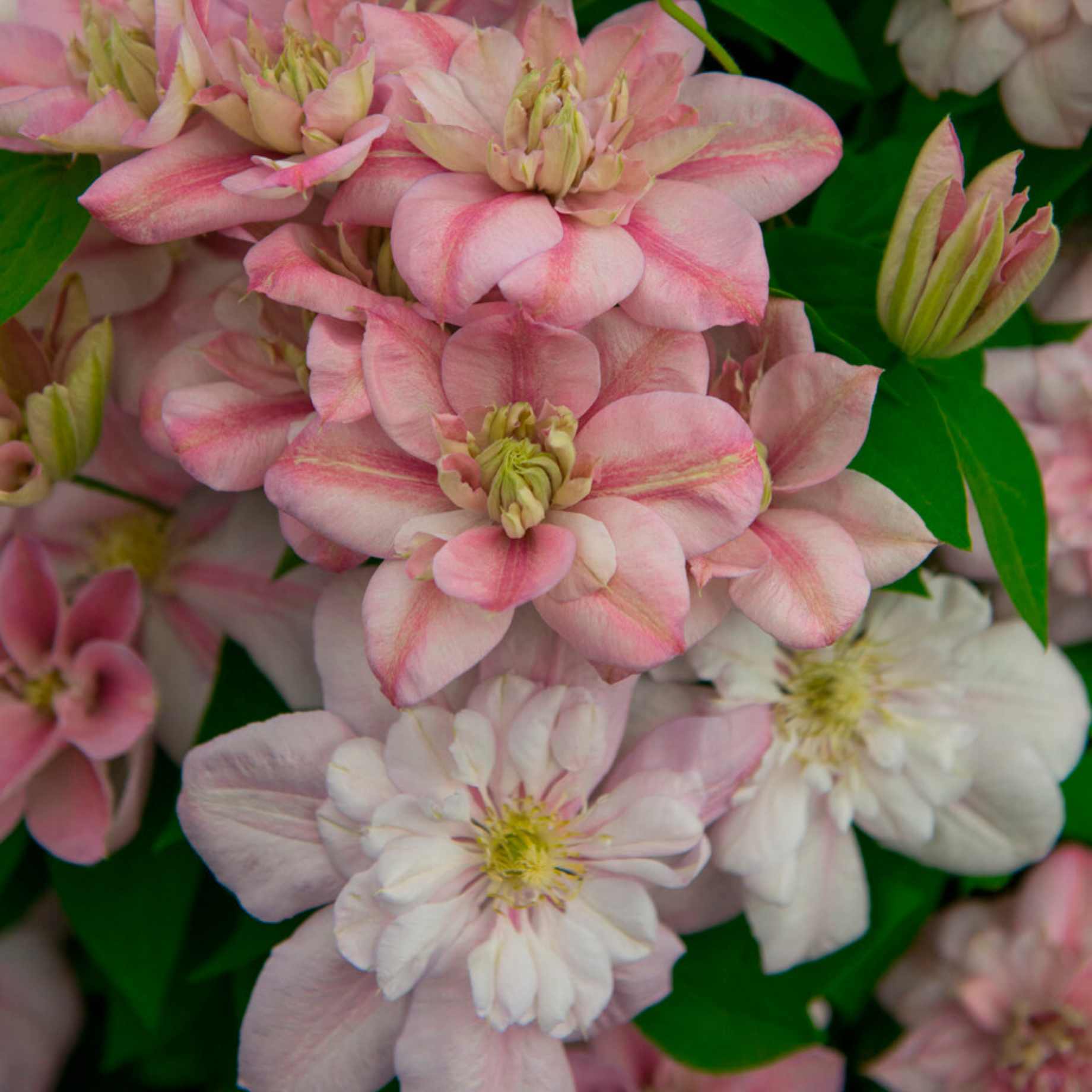 Clematis 'Innocent Glance'