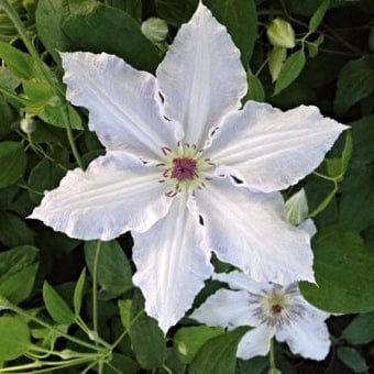 Clematis 'Pat Coleman'