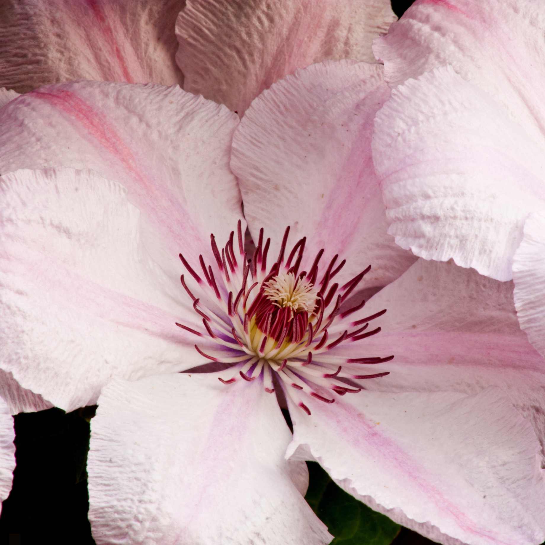 Clematis 'Pink Fantasy'