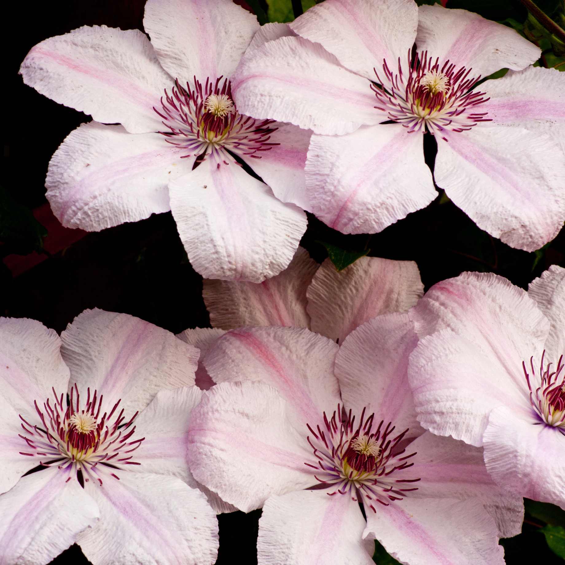 Clematis 'Pink Fantasy' - Image 2