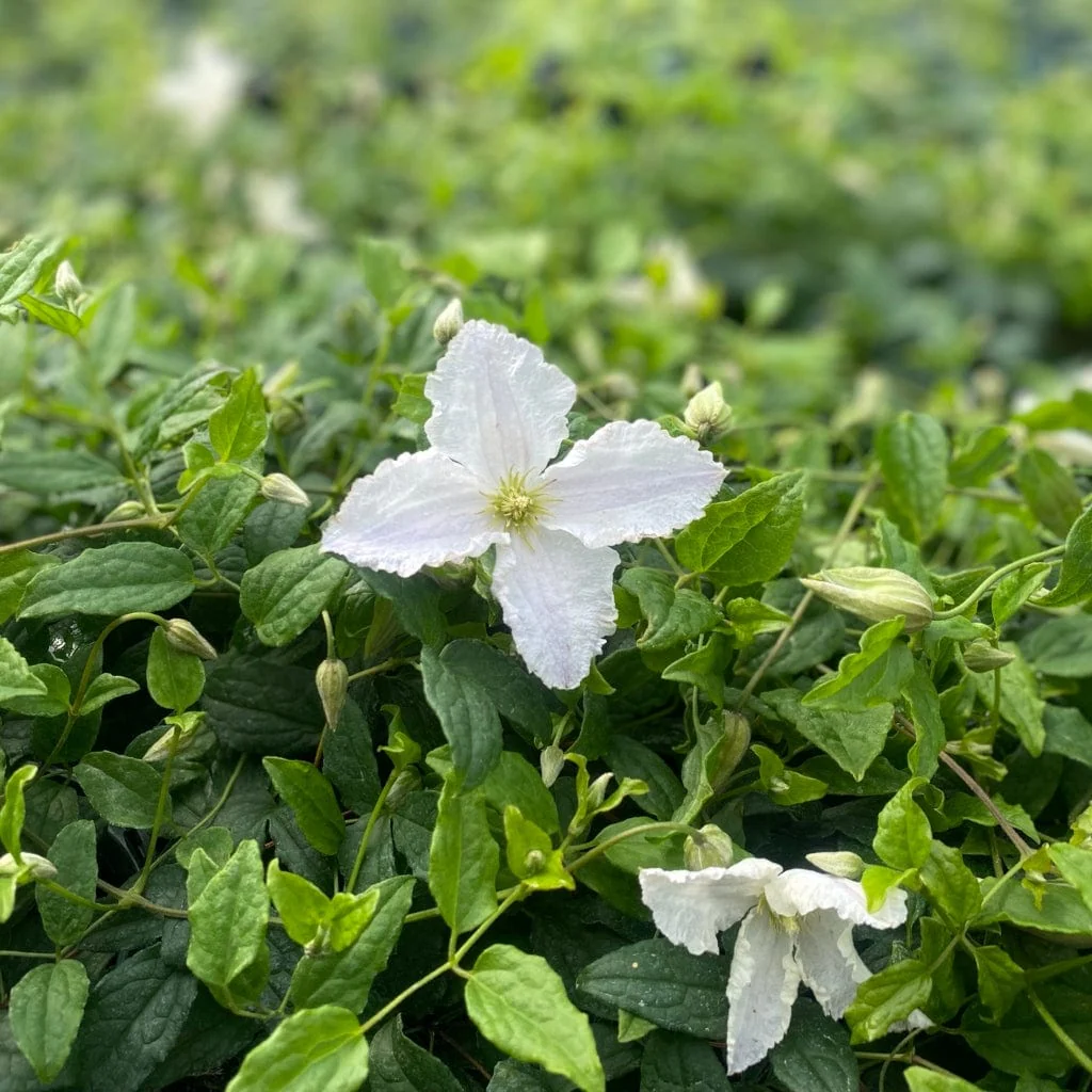 Clematis 'Prince George' - Image 3
