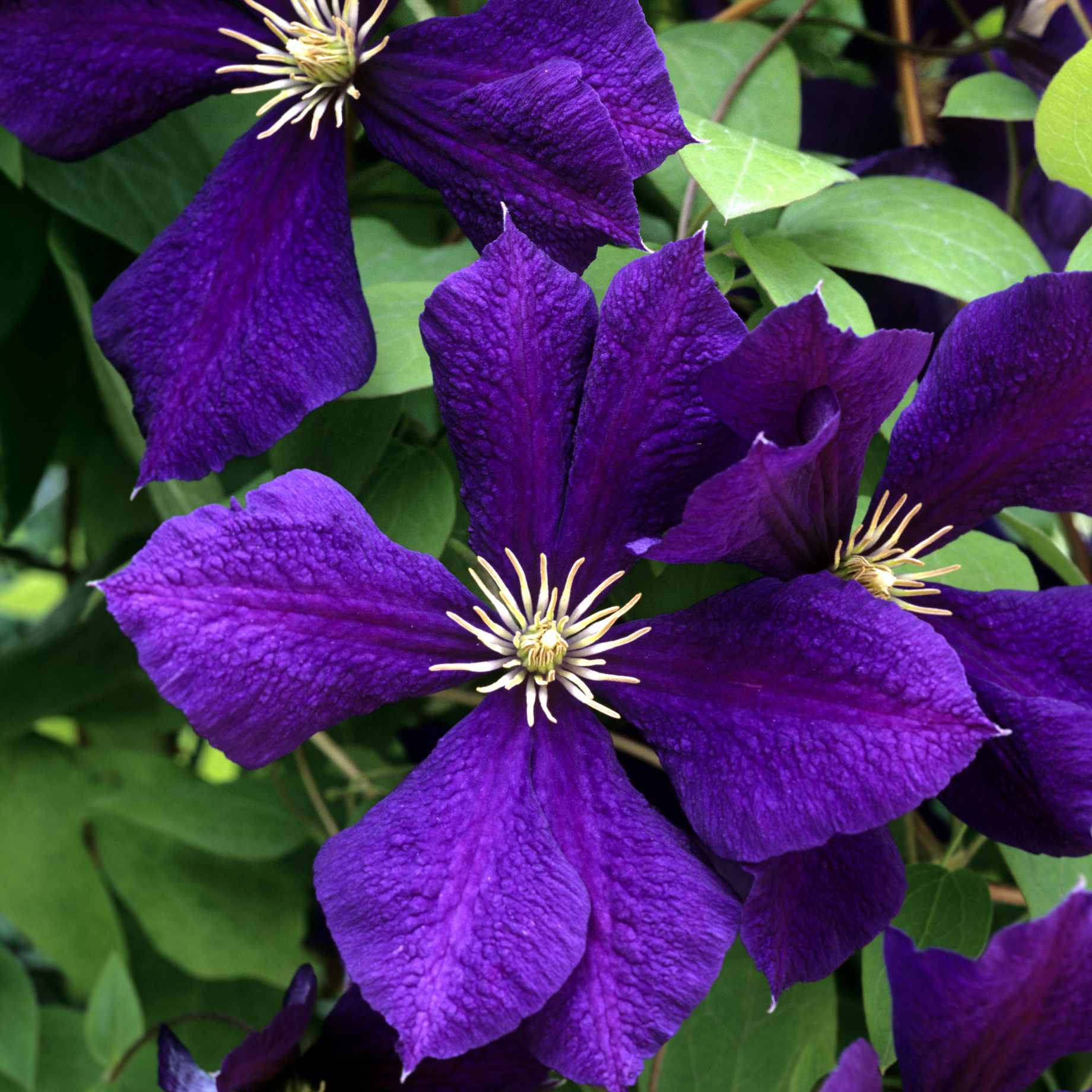 Clematis 'Romantika'
