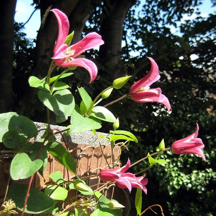 Clematis texensis 'Princess Diana' - Image 2
