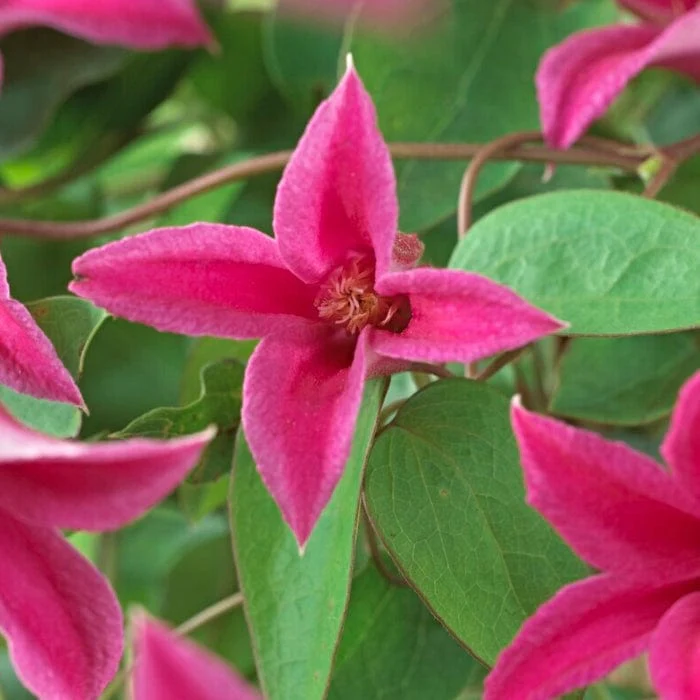 Clematis texensis 'Princess Diana' - Image 3