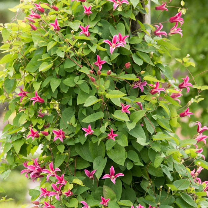 Clematis texensis 'Princess Diana' - Image 4