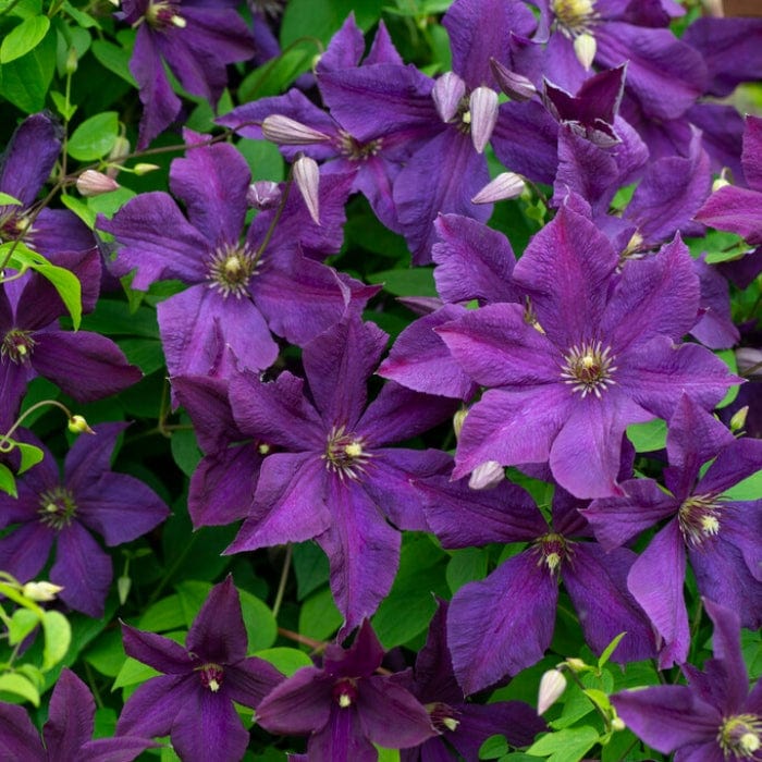 Clematis viticella 'Polish Spirit' - Image 2