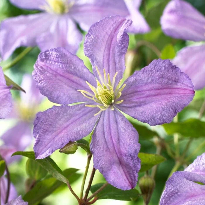 Clematis 'Prince Charles' - Image 2
