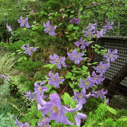 Clematis 'Prince Charles' - Image 3