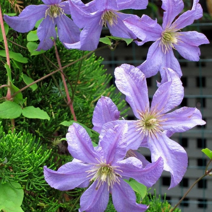 Clematis 'Prince Charles' - Image 4
