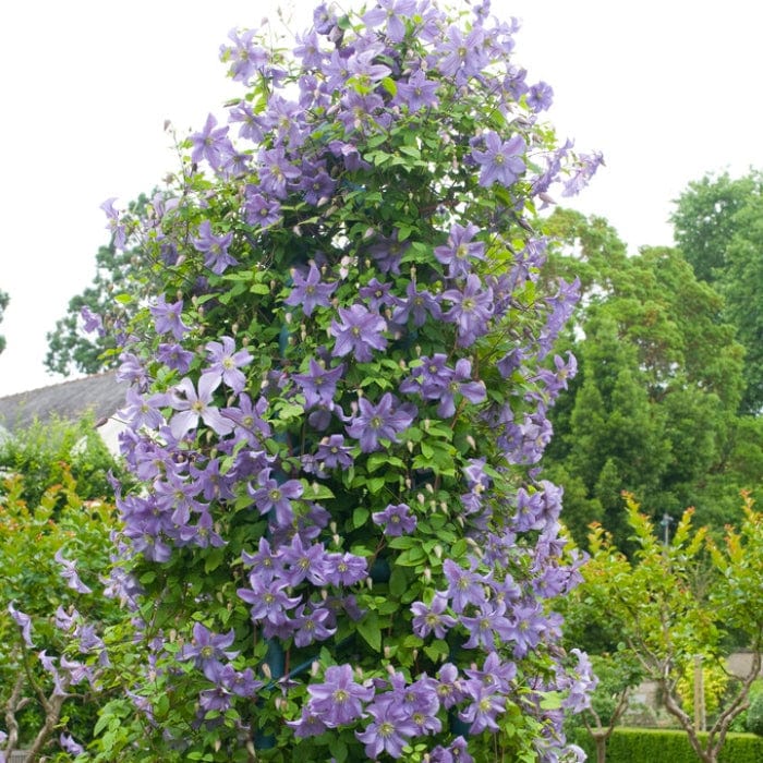 Clematis 'Prince Charles' - Image 5