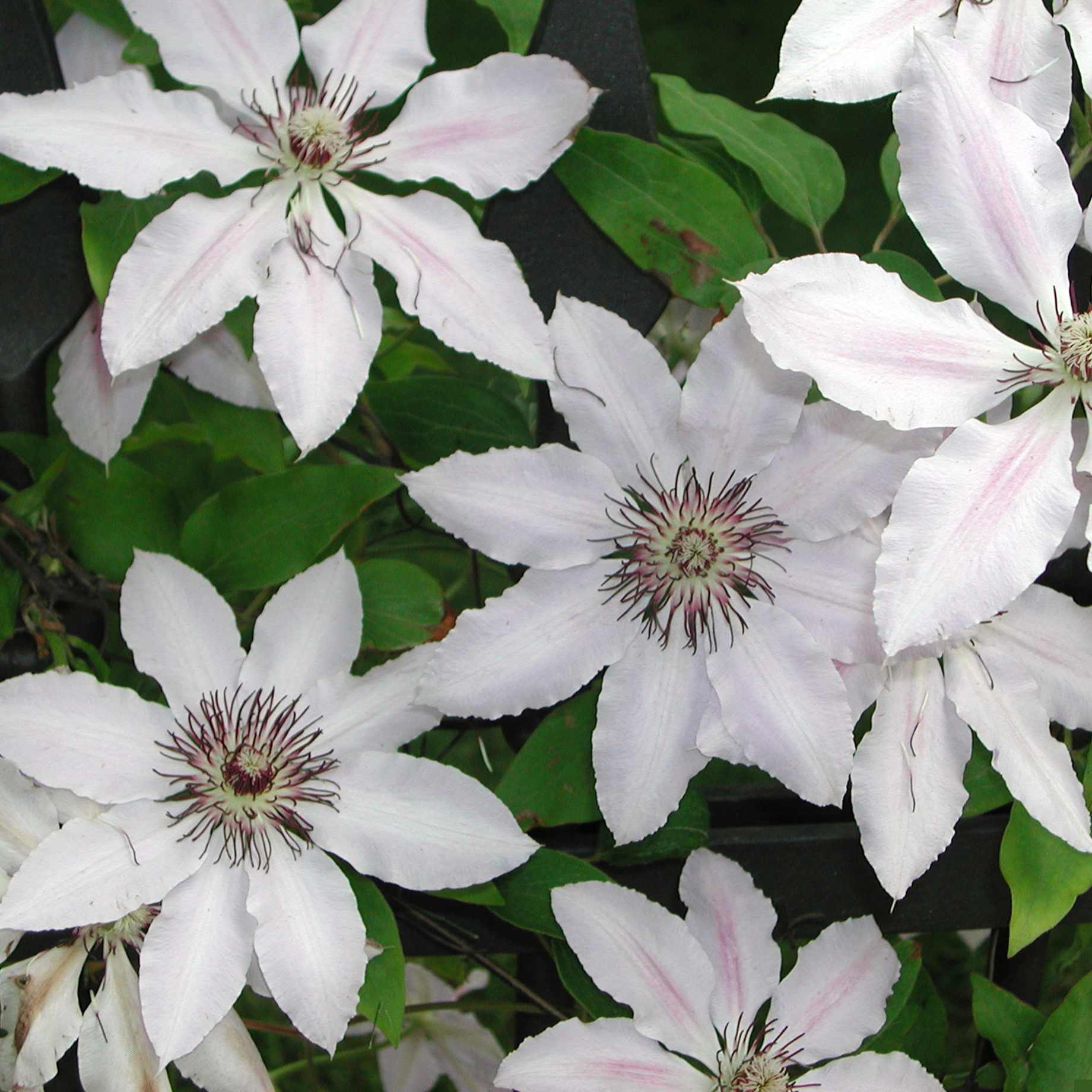 Clematis 'Wedding Day'