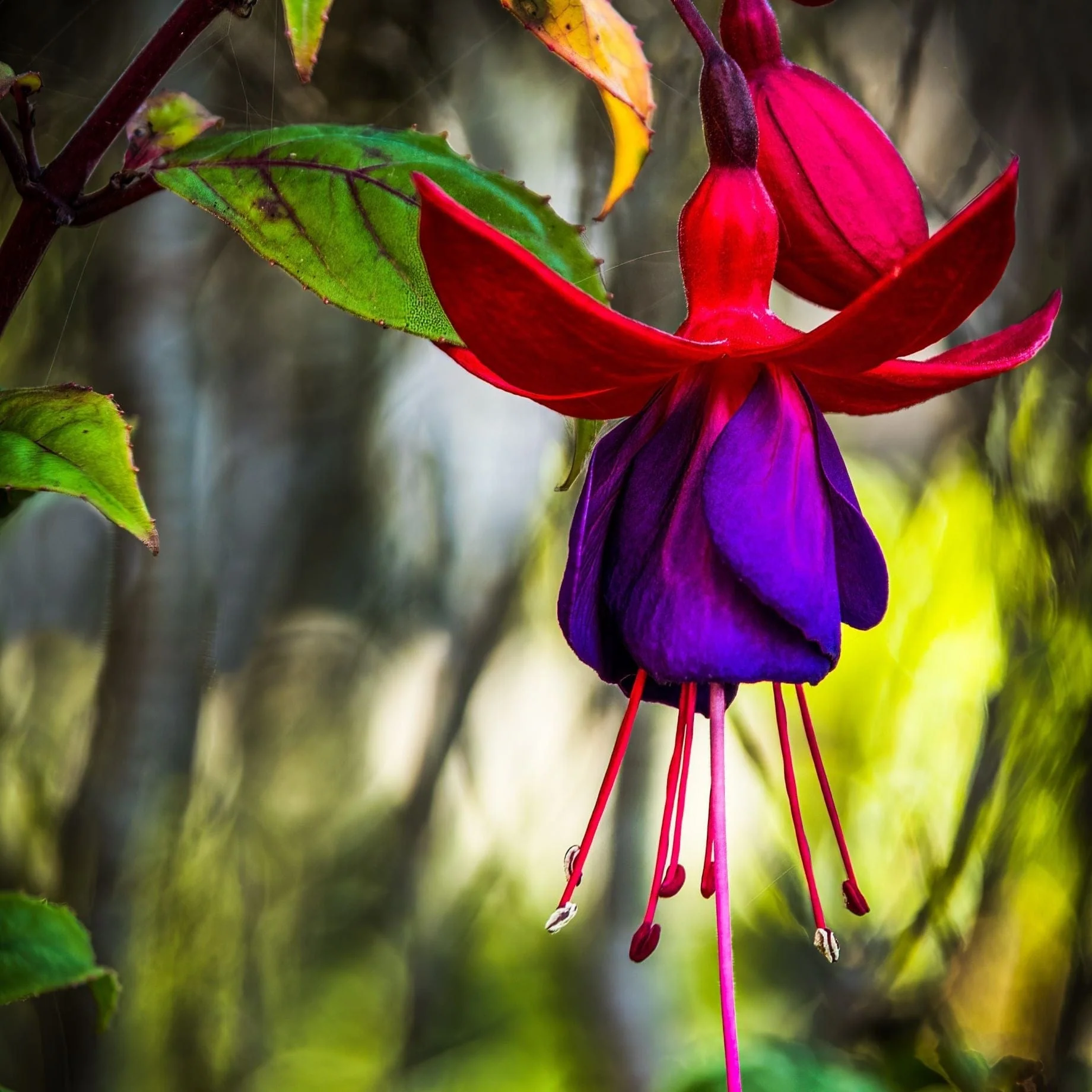 Climbing Fuchsia 'Lady Boothby'