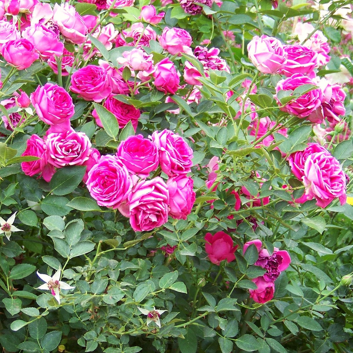 'Antike' Climbing Rose - Image 4