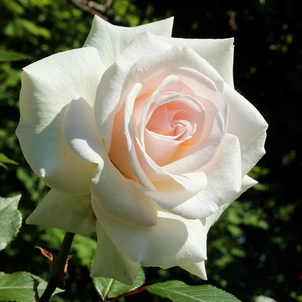 'Swan Lake' Climbing Rose