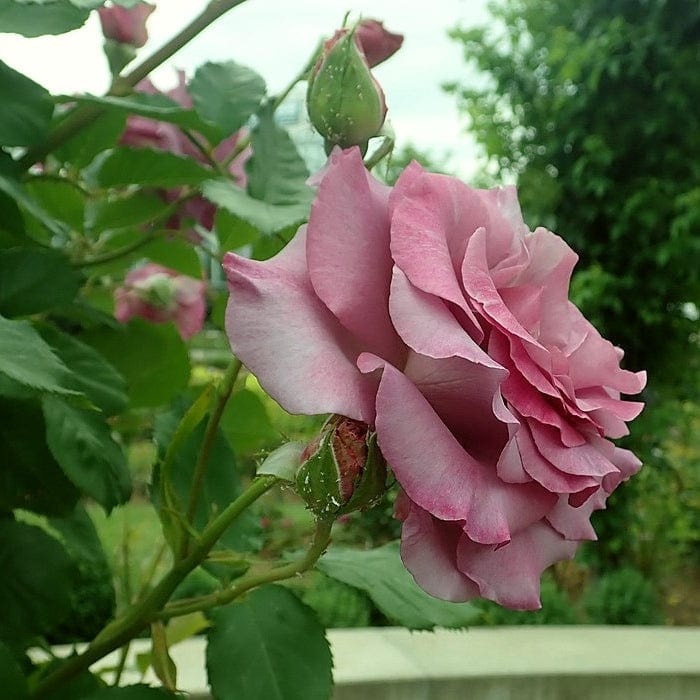 'Violette Perfume' Climbing Rose - Image 4