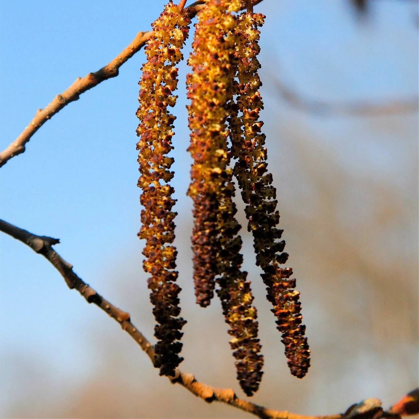 Common Alder Hedging | Alnus glutinosa - Image 4
