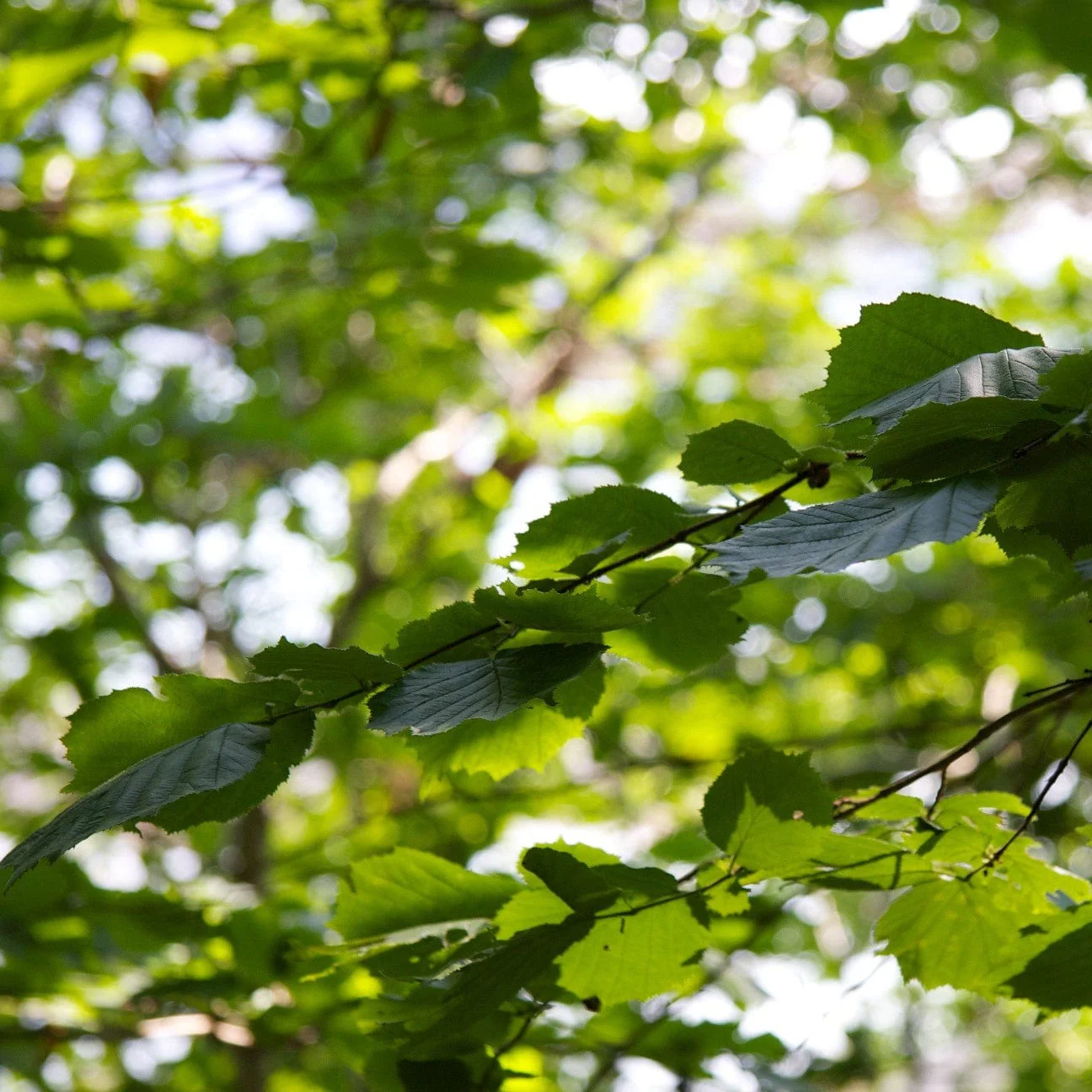 Common Alder Hedging | Alnus glutinosa - Image 5