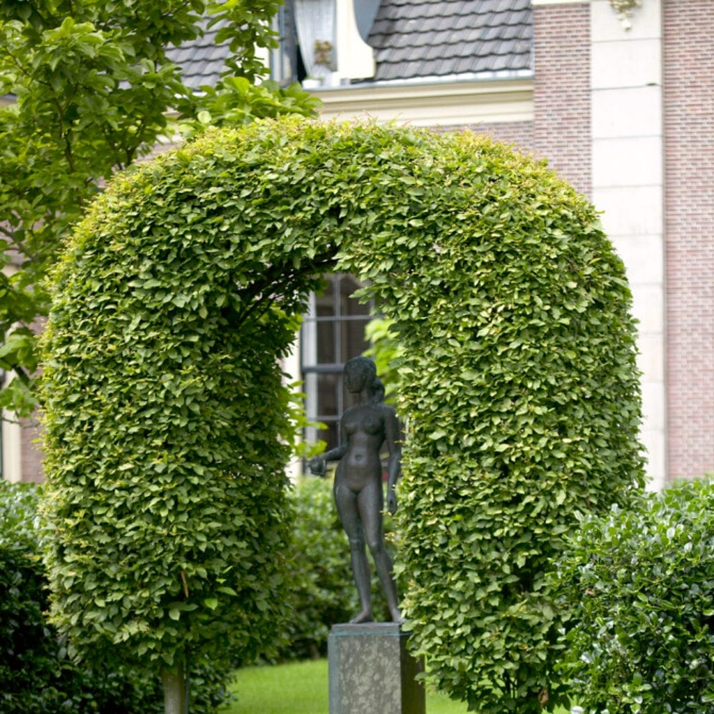 Beech Hedging | Fagus sylvatica - Image 2