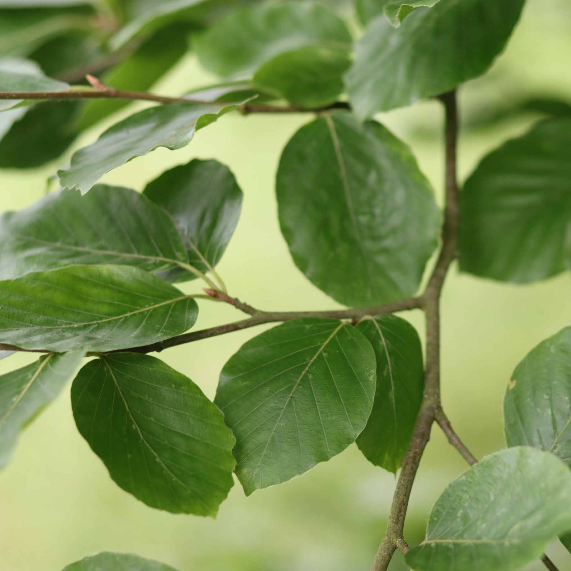 Beech Hedging | Fagus sylvatica - Image 3