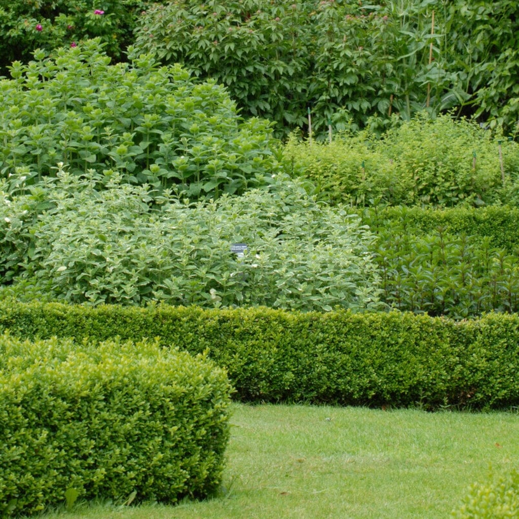 Common Box Hedging | Buxus sempervirens - Image 2
