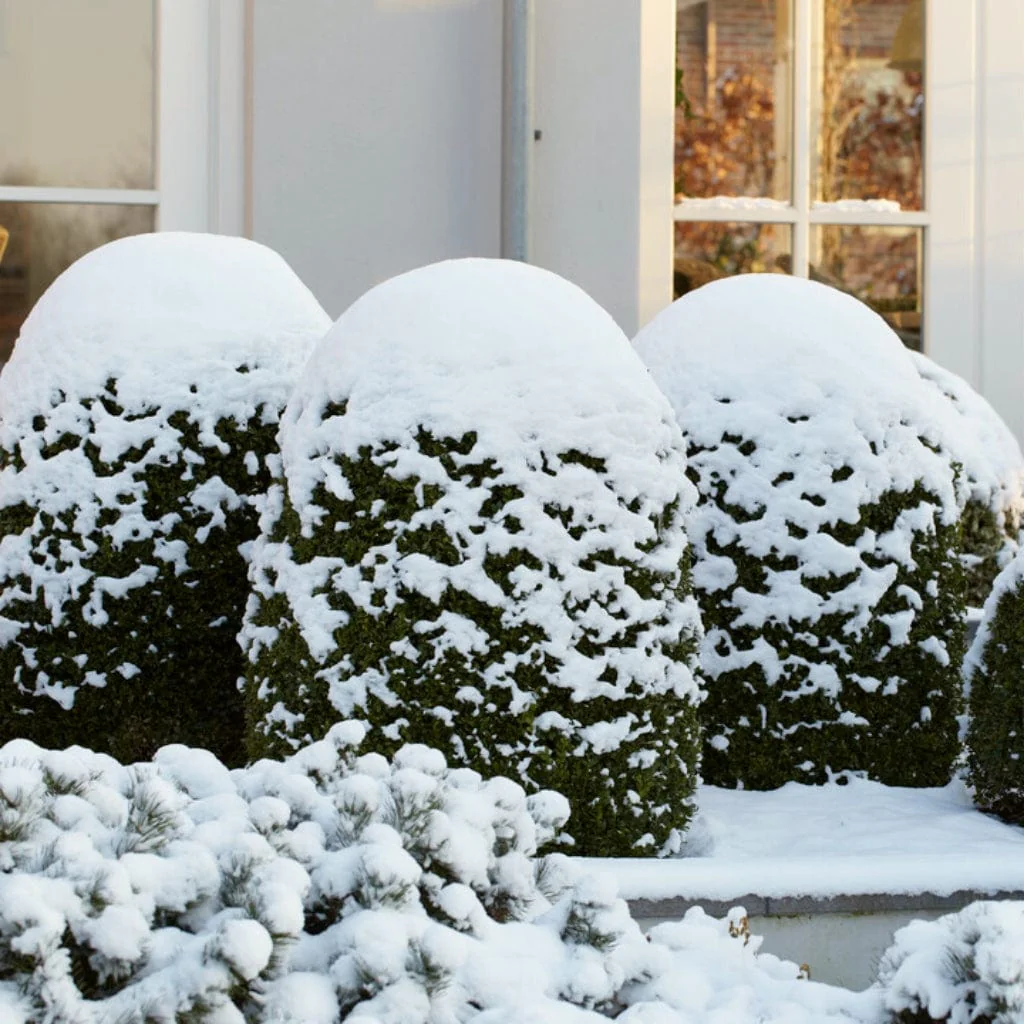 Common Box Hedging | Buxus sempervirens - Image 4