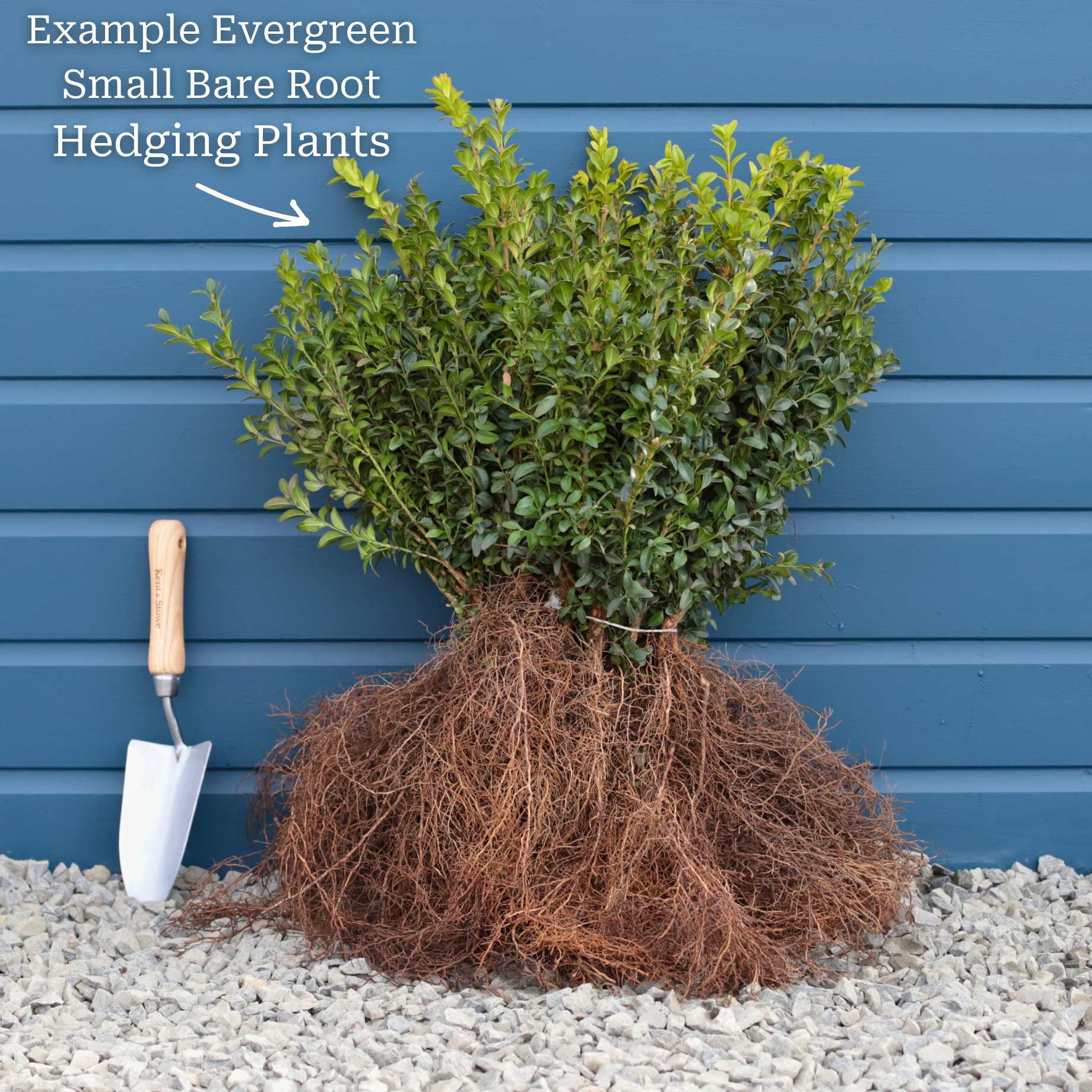 Common Box Hedging | Buxus sempervirens - Image 6