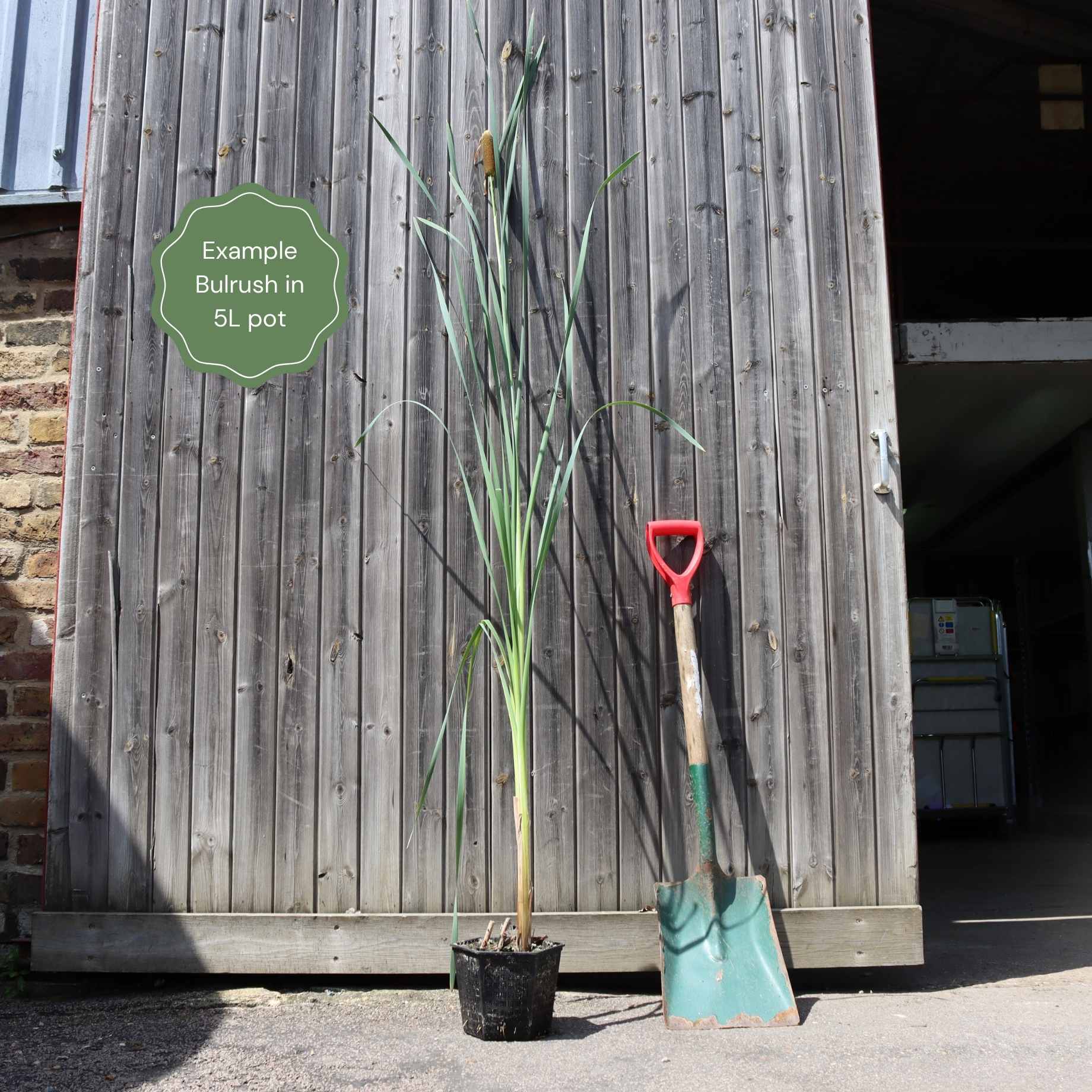 Common Bulrush | Typha latifolia - Image 3