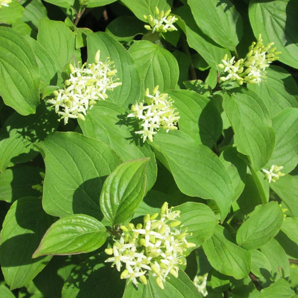 Dogwood Hedging | Cornus sanguinea - Image 2